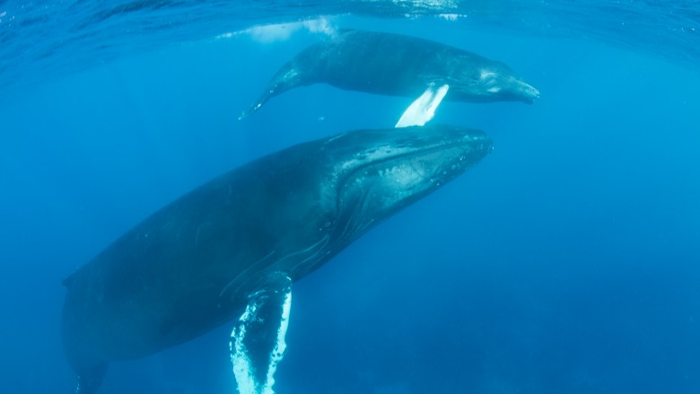 Strangest things people have found underwater 22