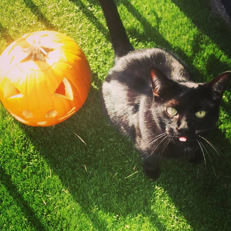 It’s Almost Halloween! Here’s What Black Cats Actually Symbolize 7