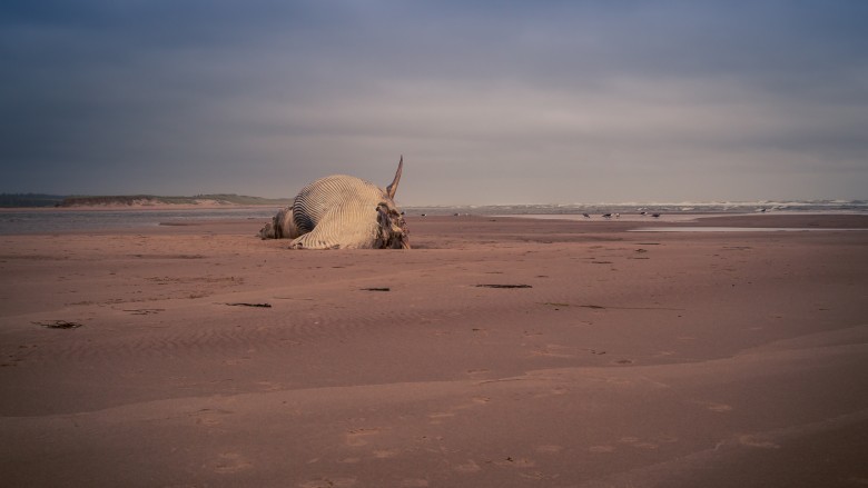 Strangest things people have found underwater 21