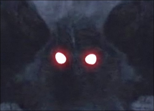 Mothman Encounter? 9