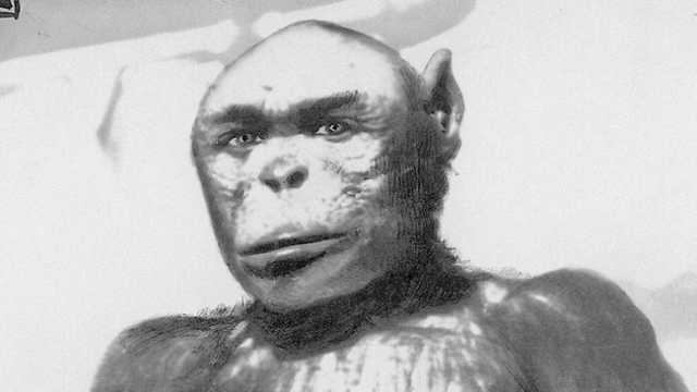 So the Yeti DOES exist, scientists say 43