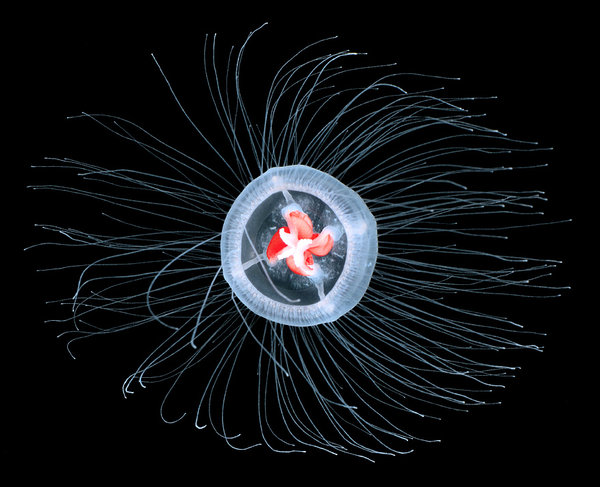Can a Jellyfish Unlock the Secret of Immortality? 1