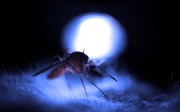 Genetically Modified Mosquitoes Released in the Millions with No Risk Assessment 1