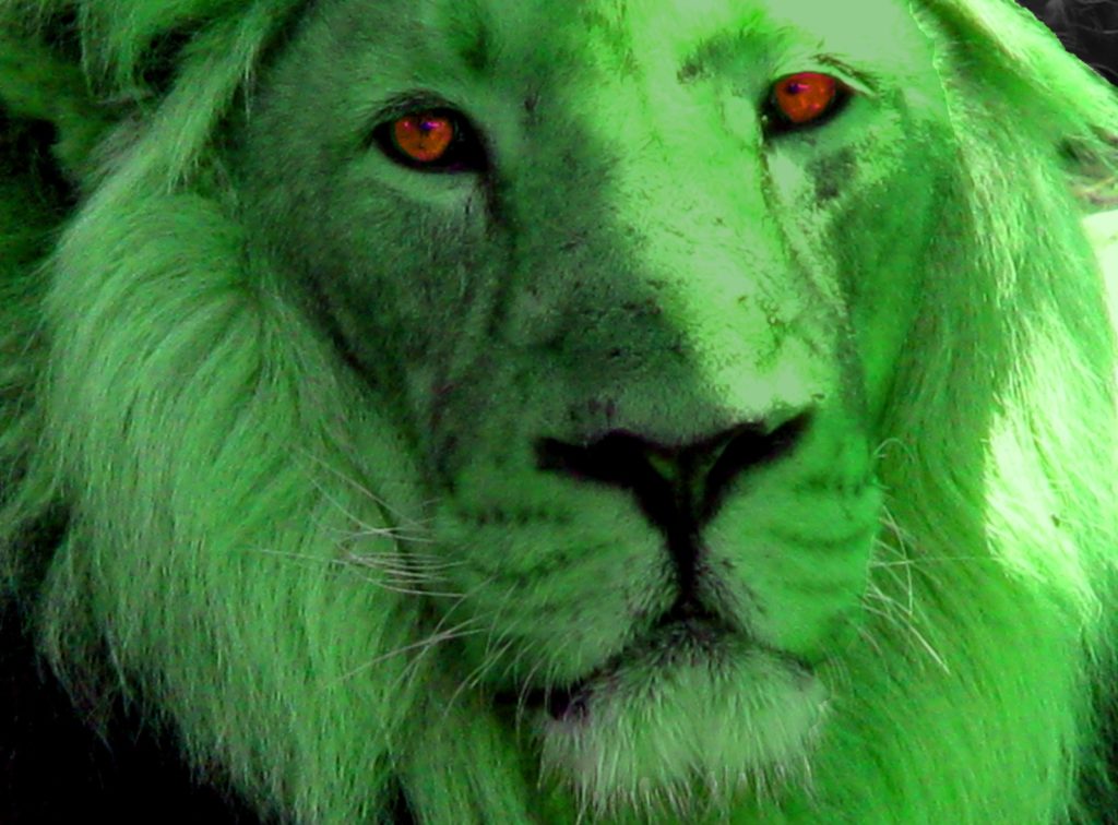 Green Lion...or Green Leopard? On the track of Heuvelmans's unknown mystery cat 48