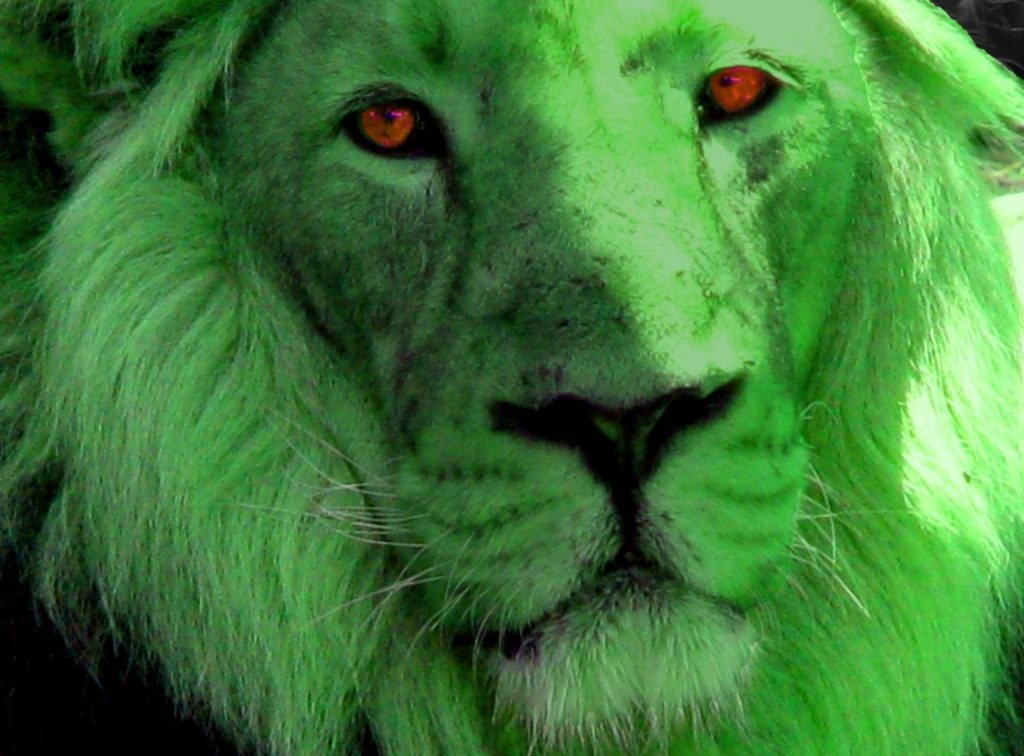 Green Lion...or Green Leopard? On the track of Heuvelmans's unknown mystery cat 85