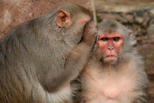 Animals Are Moral Creatures, Scientist Argues 15