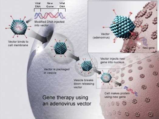 The West's First Gene Therapy Goes On Sale Mid-2013 13