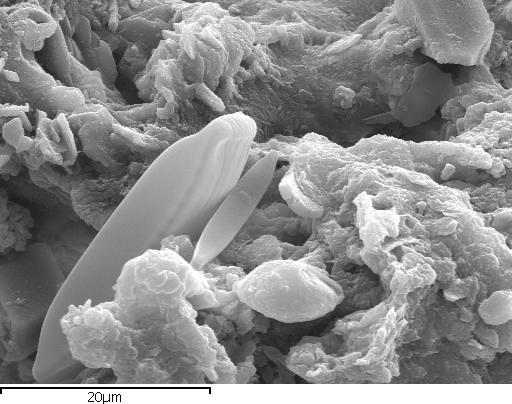 Cosmology Journal: Polonnaruwa meteorite contains fossilized ALIEN LIFE 21