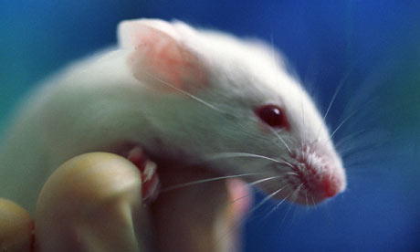 Scientists reverse ageing in mice 26