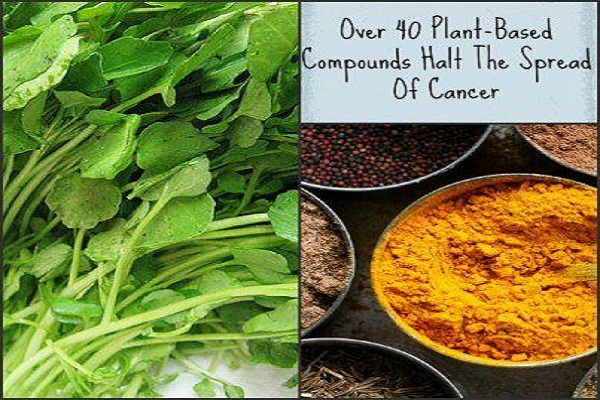 Over 40 Plant-Based Compounds Halt the Spread of Cancer 15