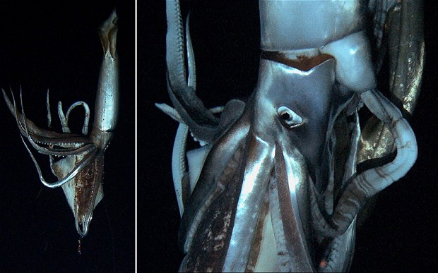 Giant squid filmed in the Pacific depths 26