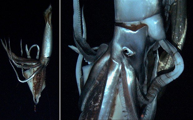 Giant squid filmed in the Pacific depths 68