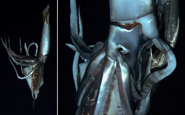 Giant squid filmed in the Pacific depths 9