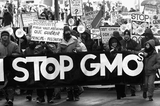 Say Hello to GMO! 11