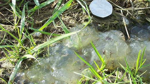 Green 'Space' Slime Baffles Nature Experts 1