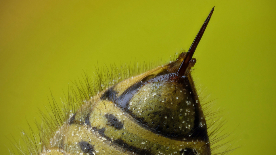 Bee Venom Kills HIV: Nanoparticles Carrying Toxin Shown To Destroy Human Immunodeficiency Virus 14