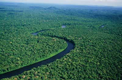 Rainforests Adapting to Global Warming 90