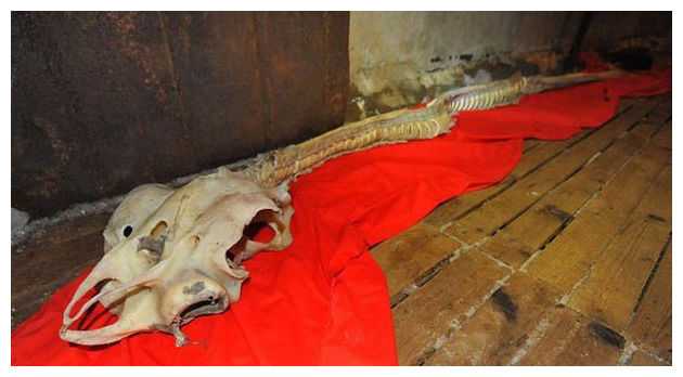 Sea dragon skeleton hyped in China 22