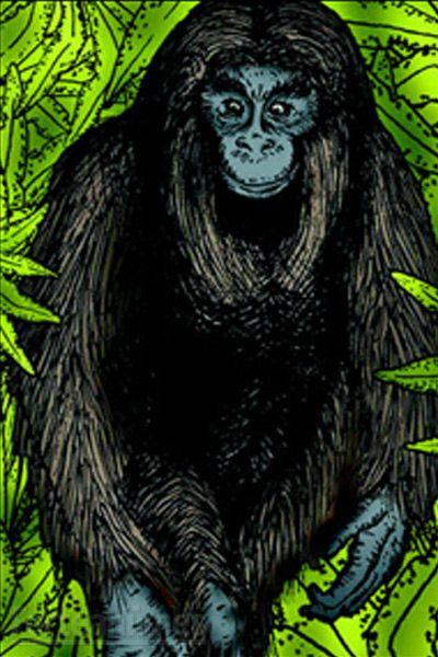 Rangers See 20 Inch Tall Pygmies: Are They Orang Pendek? 24