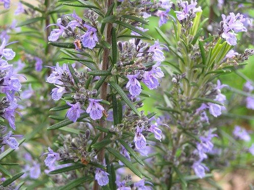 Can rosemary help you remember things ? 1