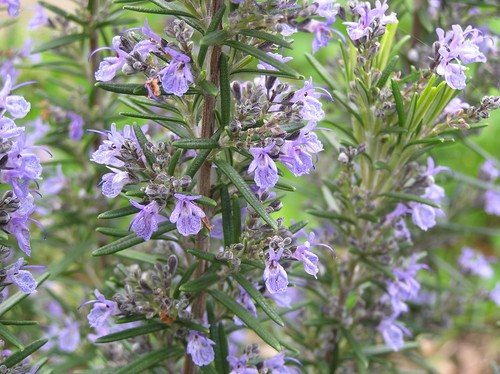 Can rosemary help you remember things ? 19