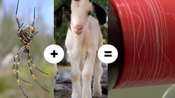 619153-Spider-Goat