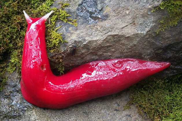 Giant, fluorescent pink slugs found on mountain 1 Giant, fluorescent pink slugs found on mountain 1