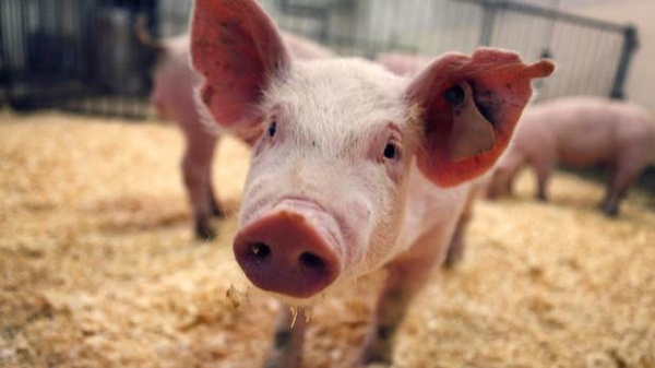 Wenviropig1