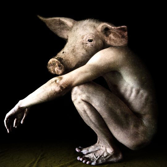 Humans May Have Originated As A Pig-Chimp Hybrid 37