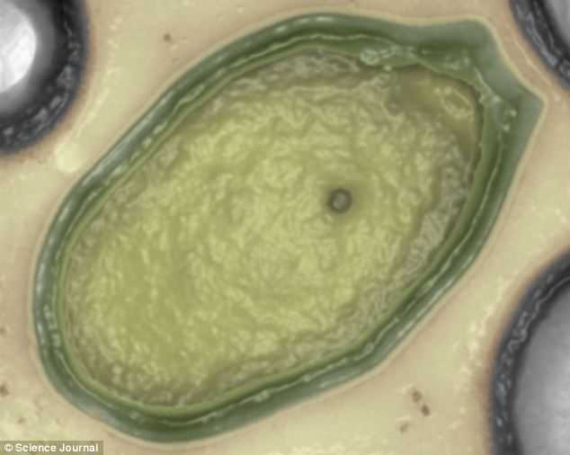 Scientists find GIANT virus that could have come from an alien planet 6
