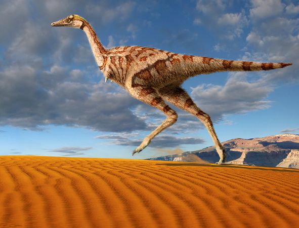 Australian "Theropod" Sightings and the Relict Dromornithid Hypothesis 7