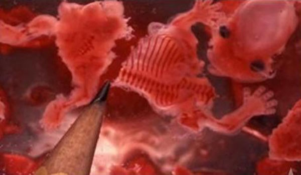 Video: Aborted Human Fetal Cells in Your Food, Vaccines & Cosmetics 1