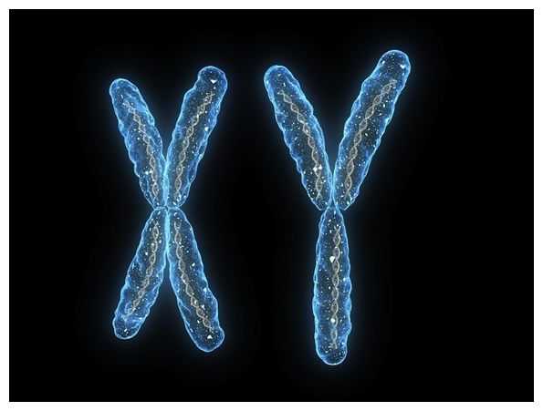 Genetic 'Adam' and 'Eve' uncovered 35