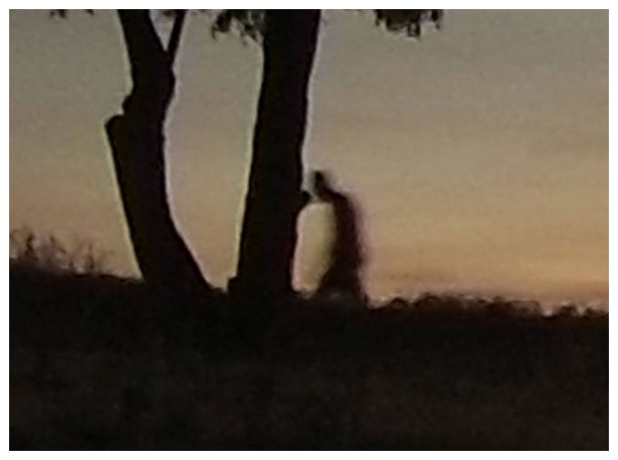 Is that a ghost that was caught on time-lapse? 37