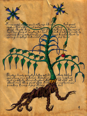 The Voynich Manuscript: Coded Secret or Nonsensical Hoax? 35