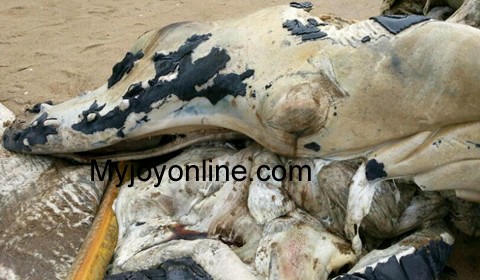 Mysterious sea creature washed ashore at a Jomoro beach 5