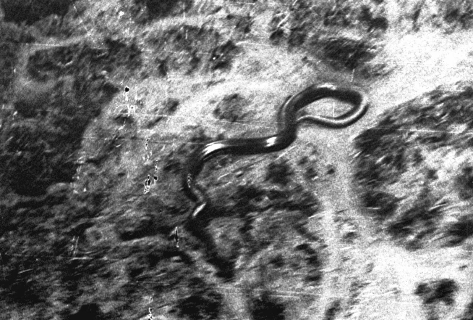 Giant Anacondas And Other Super-Sized Cryptozoological Snakes 33