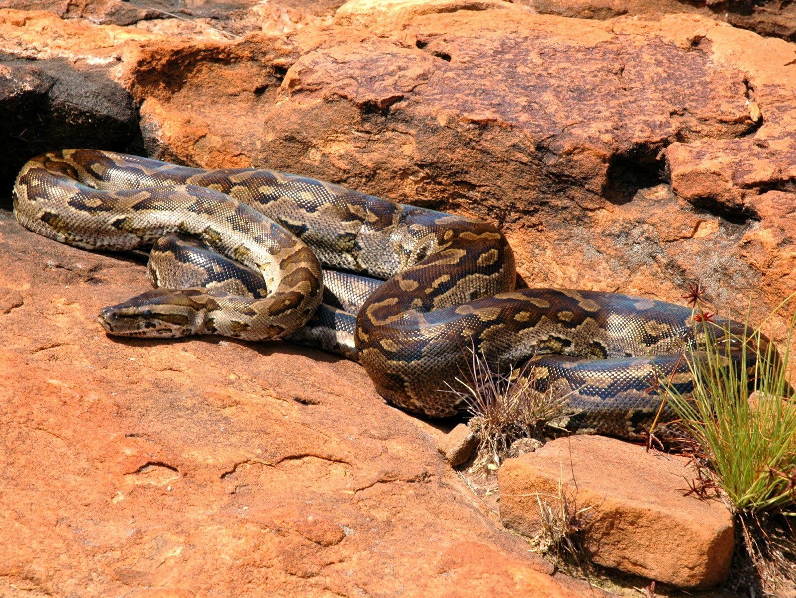 Giant Anacondas And Other Super-Sized Cryptozoological Snakes 32