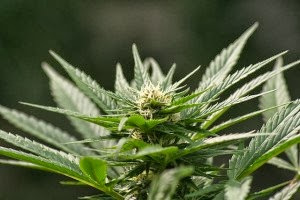 Government Report Offers MORE Evidence Cannabis is a Wonder Drug for Cancer and Good Health 2