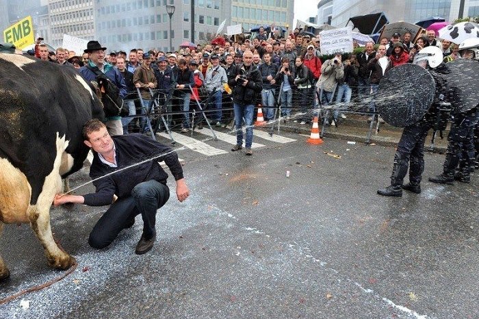 Bizarre Protests Cow Shooting Milk