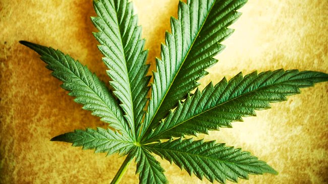 Government Report Offers MORE Evidence Cannabis is a Wonder Drug for Cancer and Good Health 7