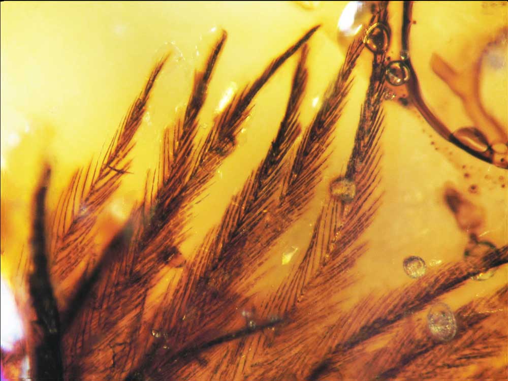 Dinosaur Feathers Discovered in Amber 22