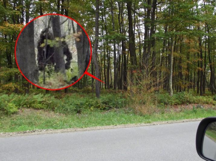 Does this image show TWO Bigfoot creatures? Woodsman photographed 'moving beast' in Pennsylvania... but there is no sign of it now 57