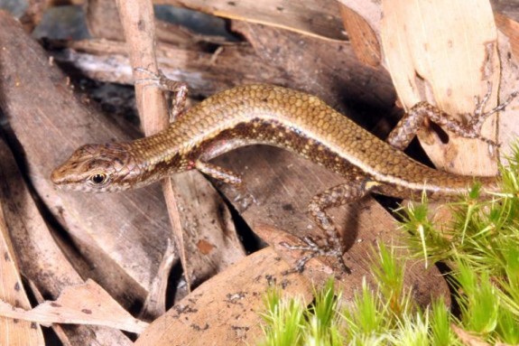 Australian “Lost World” Discovered 12