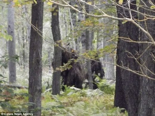 Does this image show TWO Bigfoot creatures? Woodsman photographed 'moving beast' in Pennsylvania... but there is no sign of it now 14