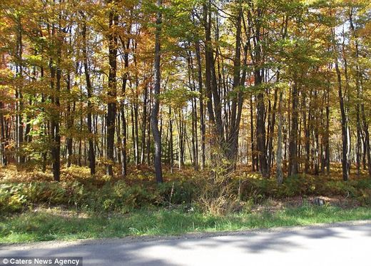 Does this image show TWO Bigfoot creatures? Woodsman photographed 'moving beast' in Pennsylvania... but there is no sign of it now 19