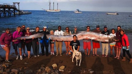 Massive Serpent Found Off Coast Of Los Angeles 28