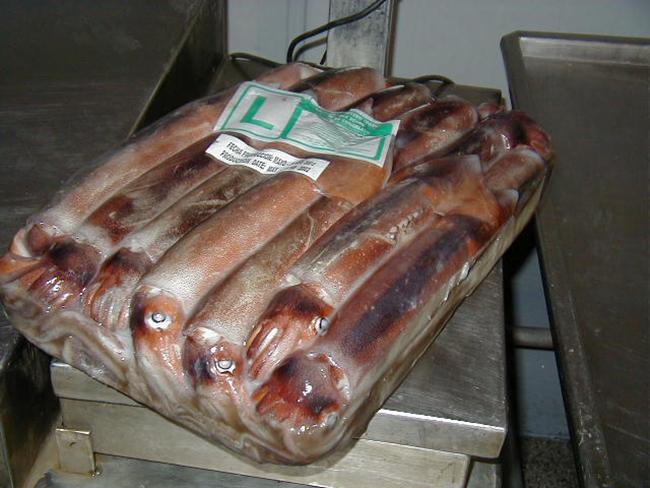Squid