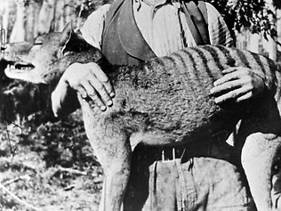 thylacine