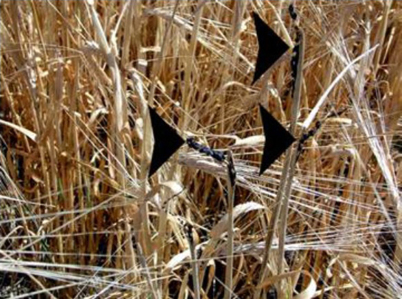 Blackened seed-heads in July 31, 2006 Armstrong, B.C. crop circle. Photo: Lynne
